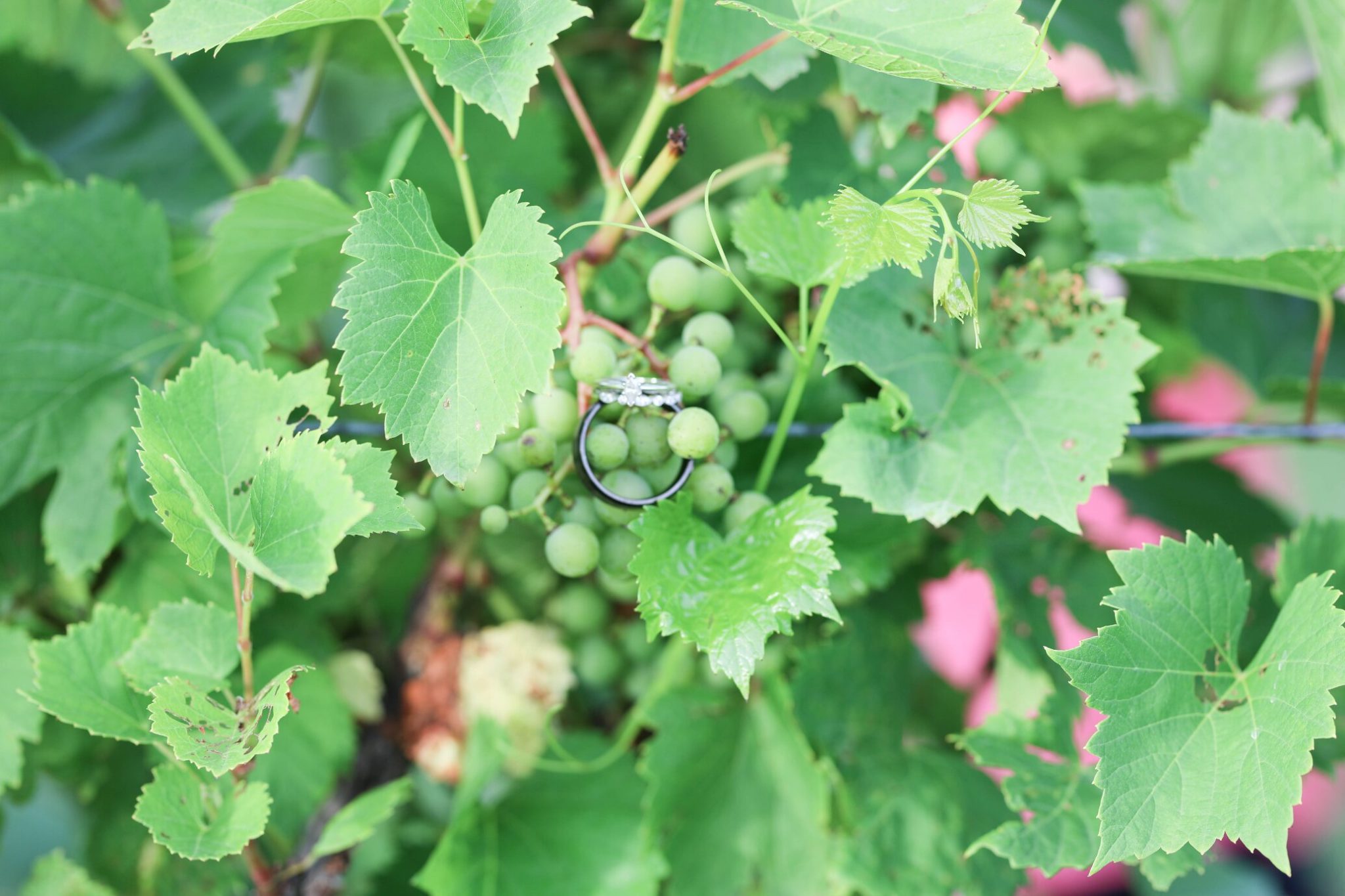 Romantic Vineyard Wedding Inspiration